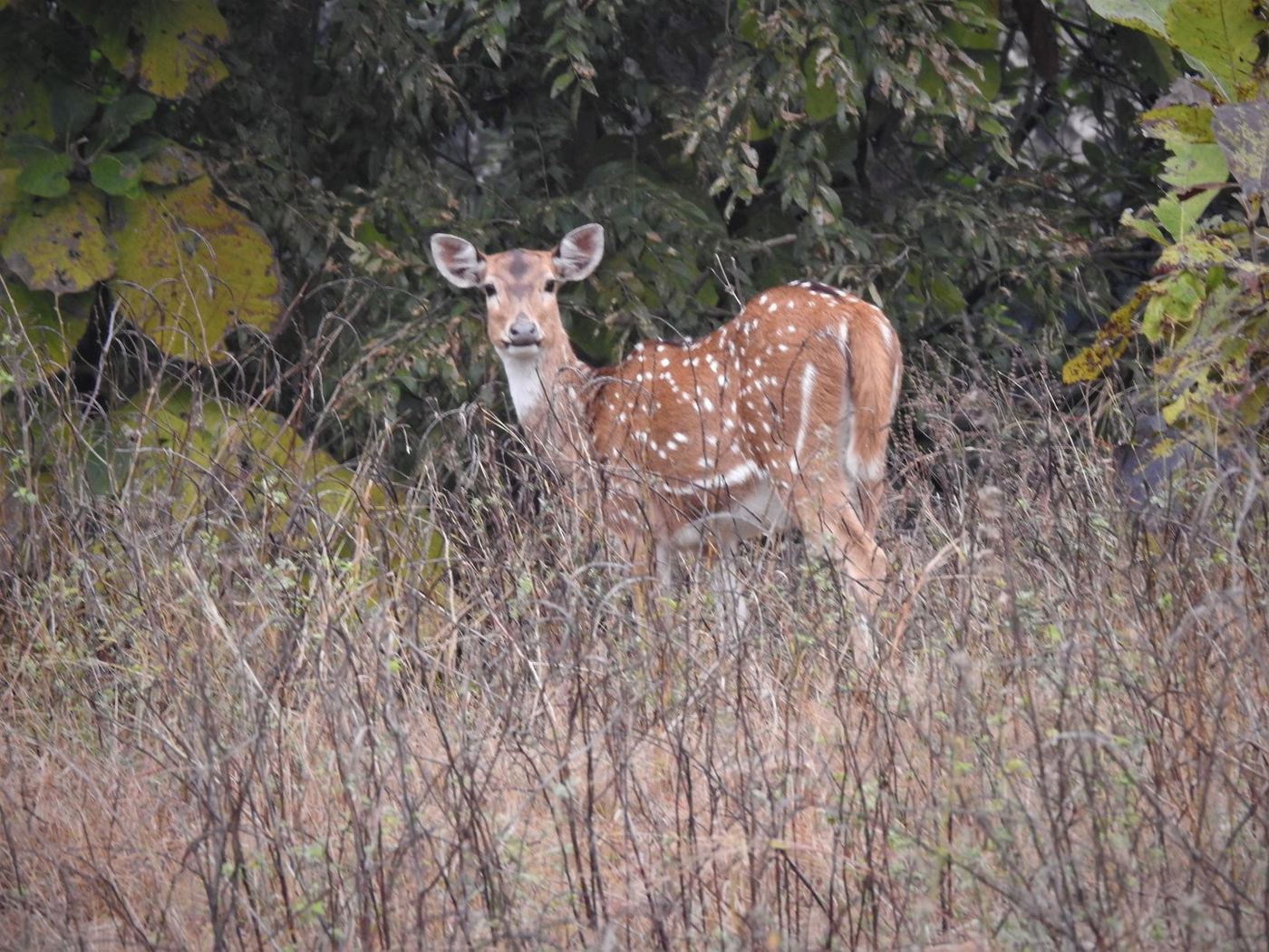 Pench